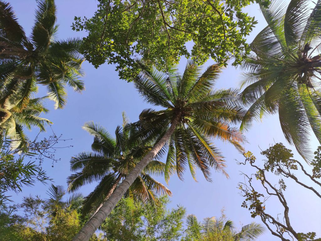 Palm trees from below