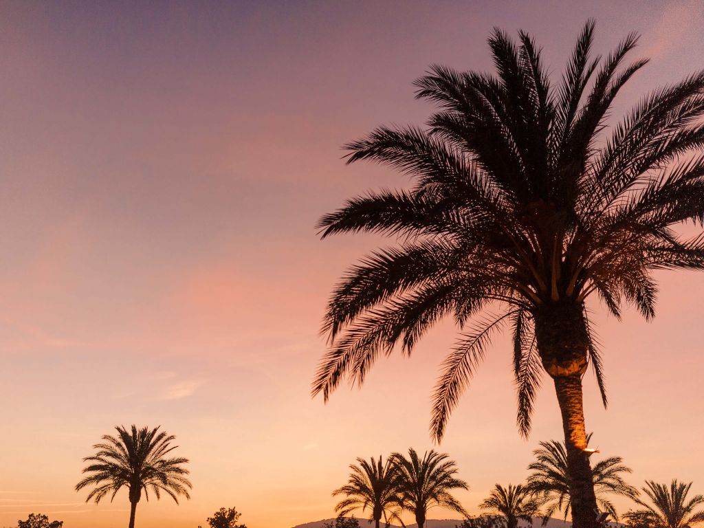 Palm trees in pink sky