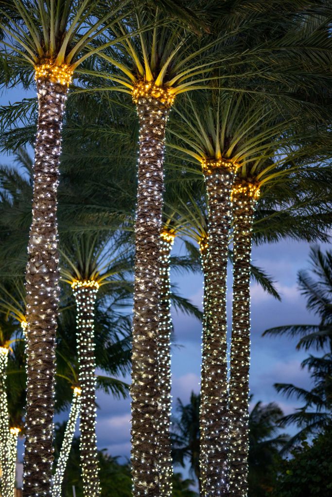 Illuminated palm trees