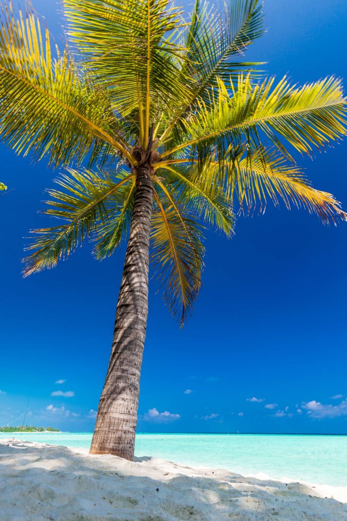 Palm tree in the maldives