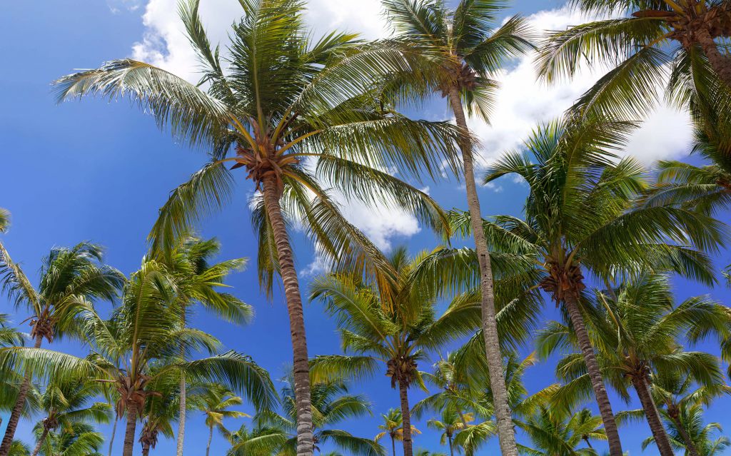 Coconut palm trees