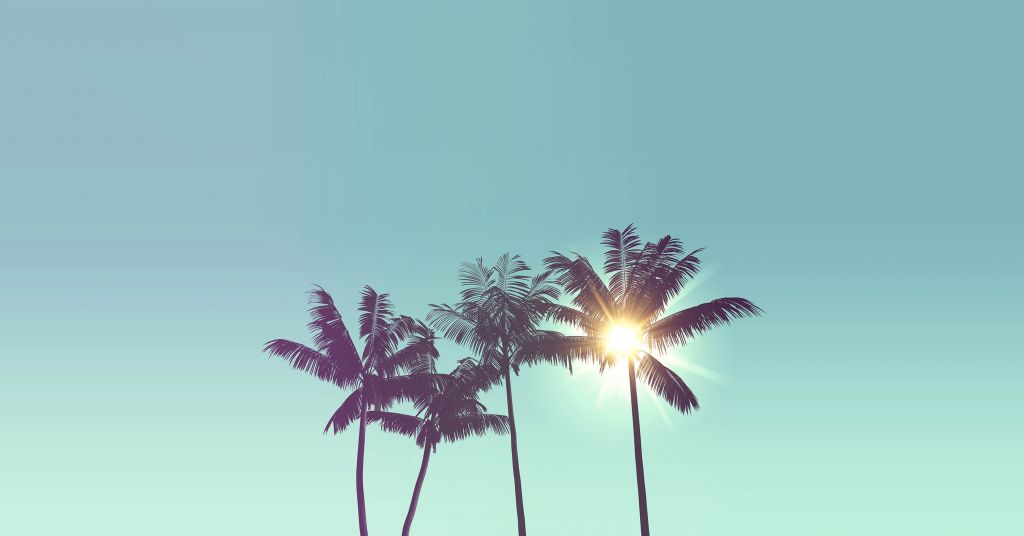 Palm trees against sunlight