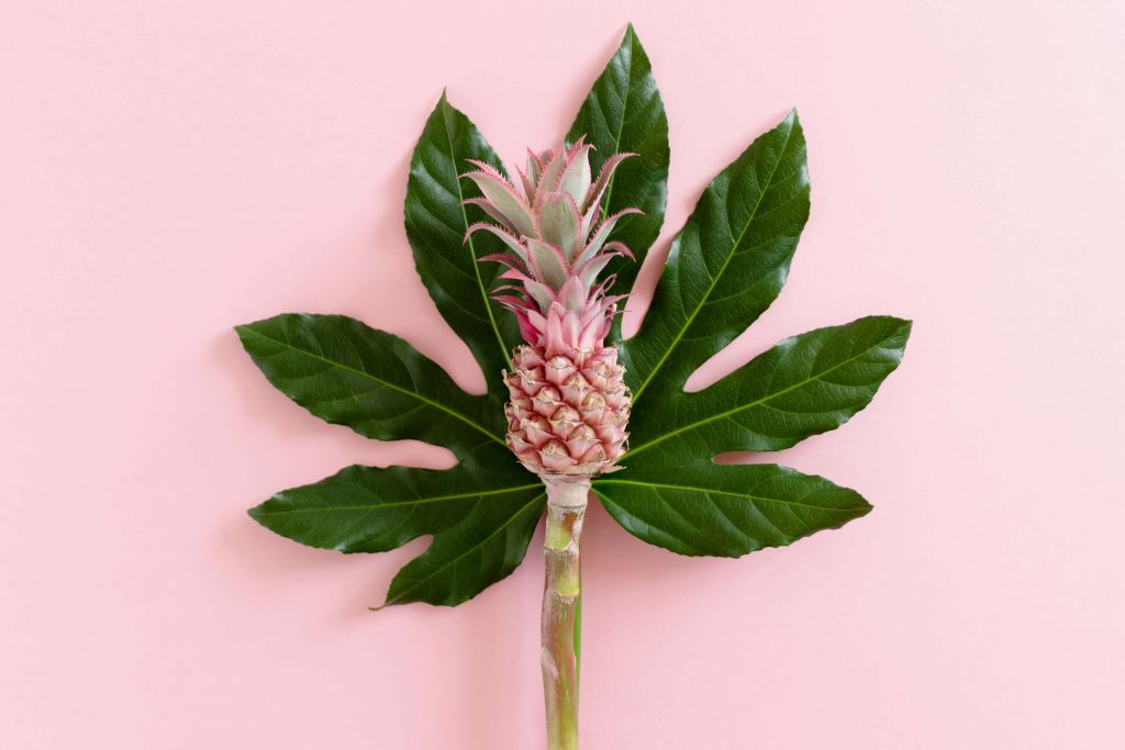 Leaf with pink pineapple