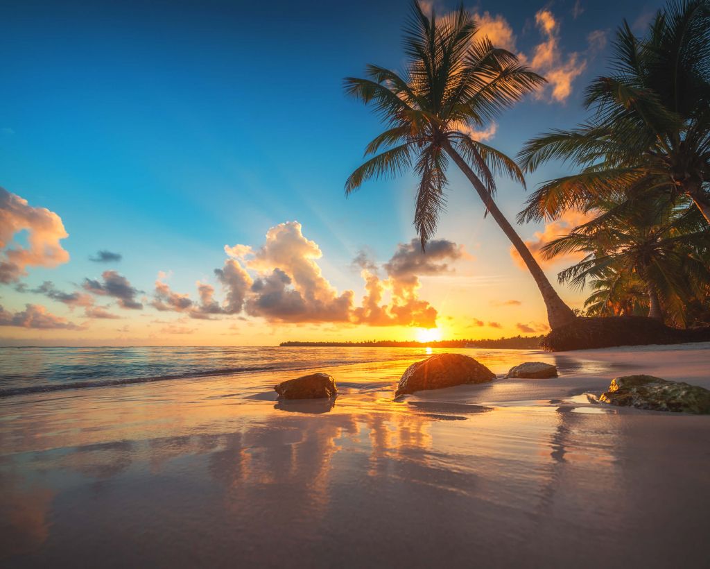 Palm trees at sunset