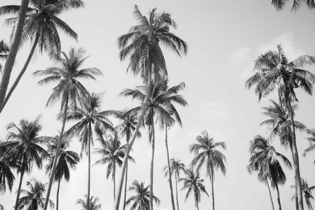 Palm trees in black and white