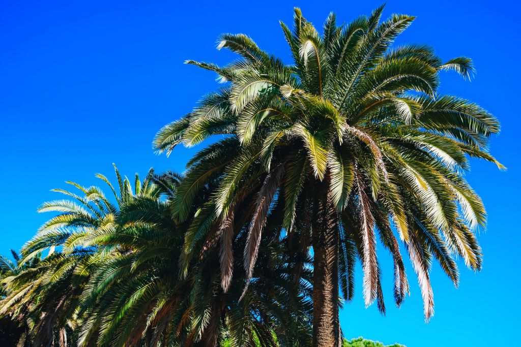 Palm trees with clear sky