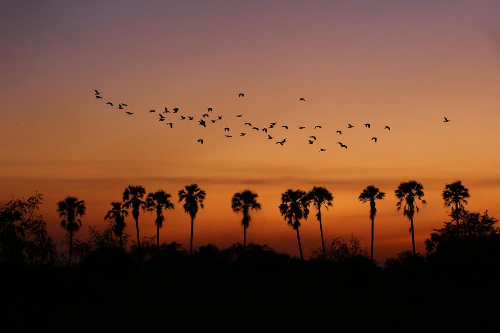 Palm trees with group of birds