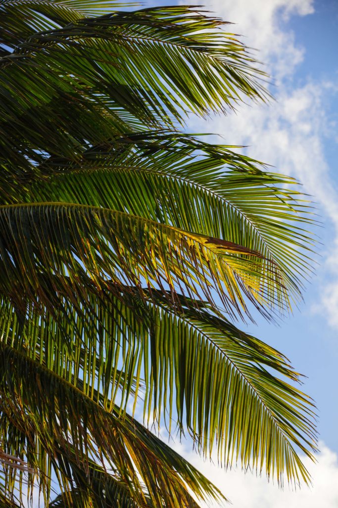 Close-up of palm leaves