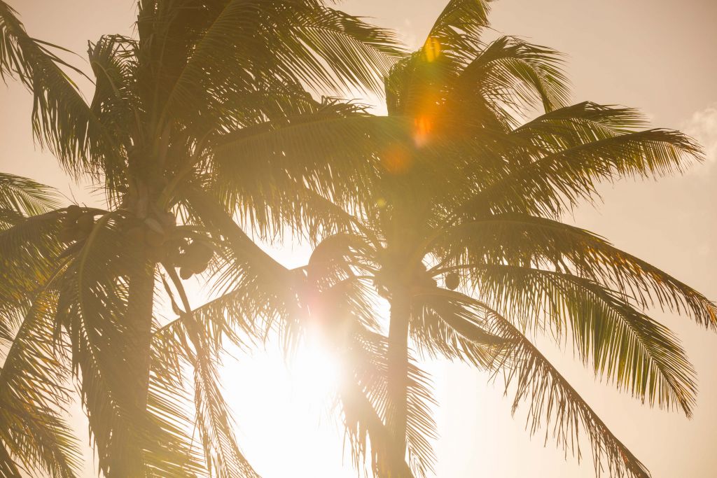 Tropical palm trees