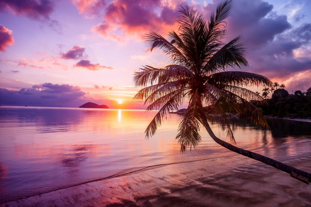 Palm tree at a sunset
