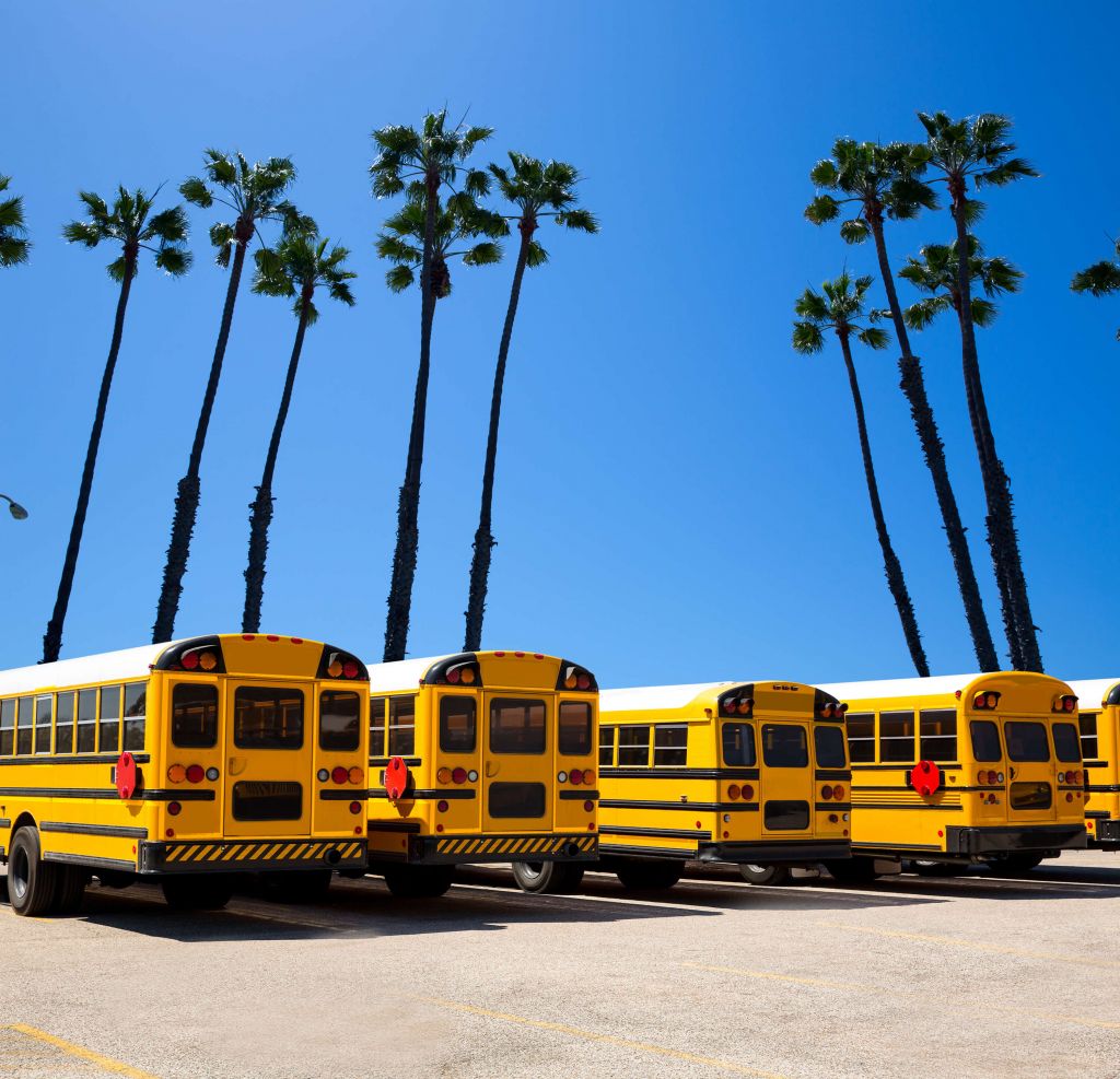 School buses near palm trees