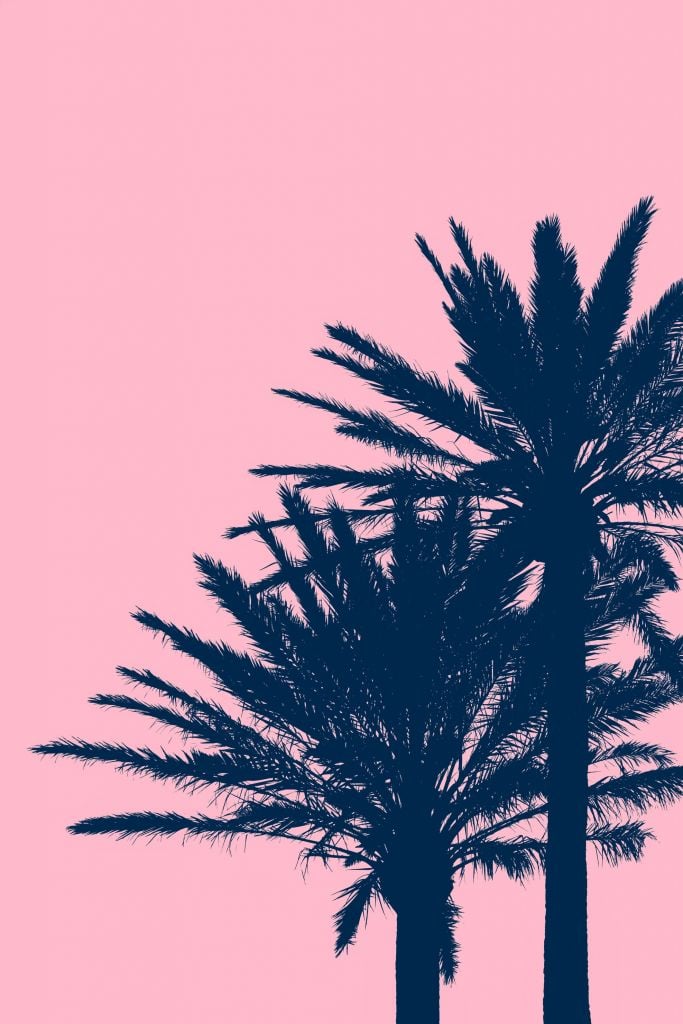 Palm trees with pink background