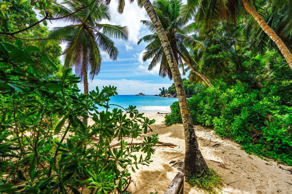 Beach between the palms