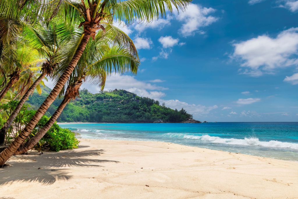 Beautiful beach with palms