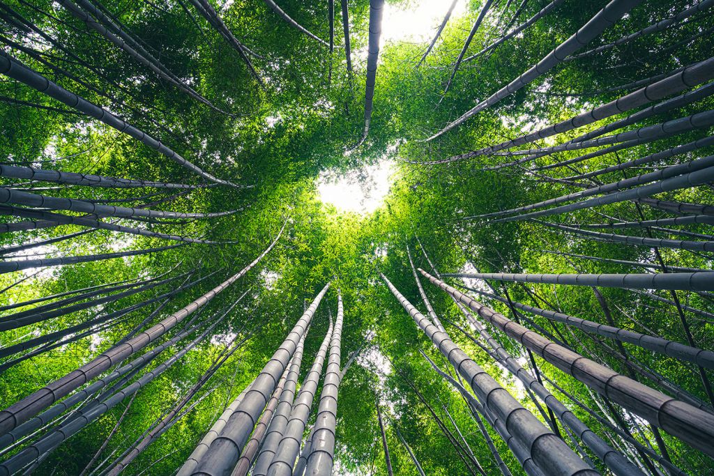 Forest with bamboo