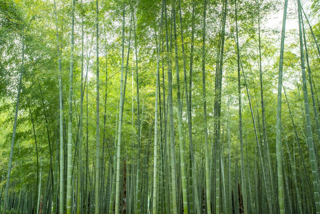 Green bamboo forest
