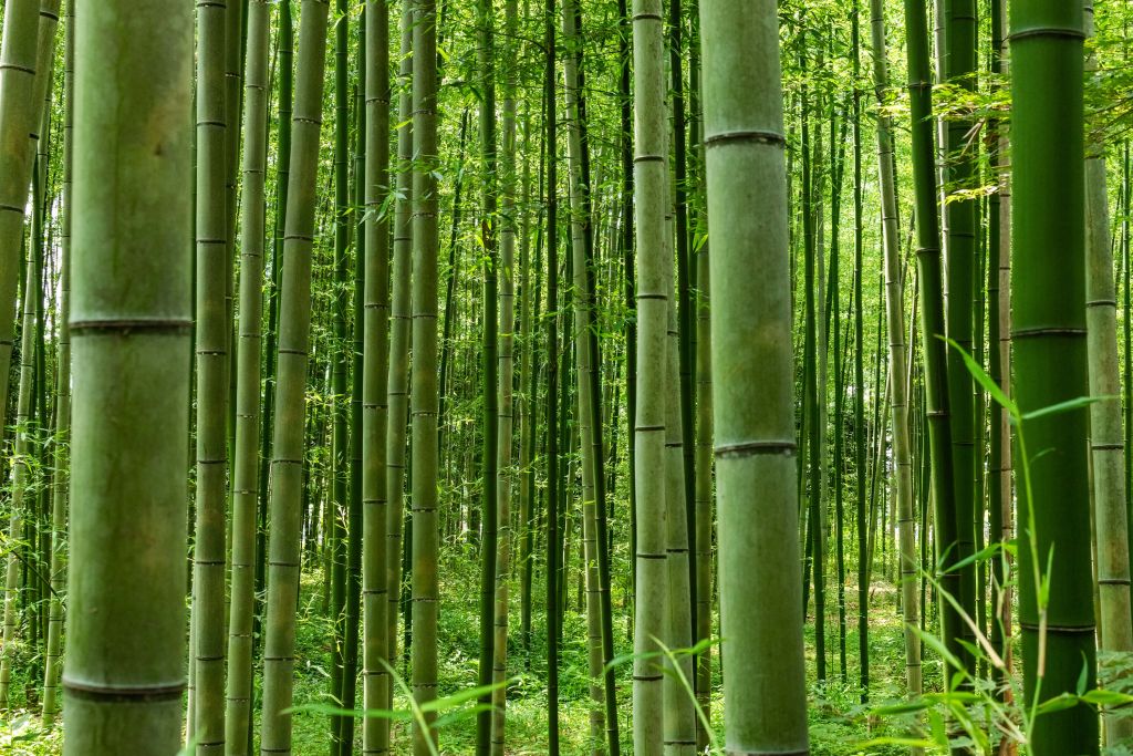 In the middle of the bamboo forest