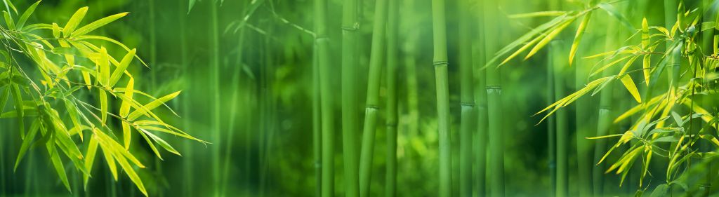 Bamboo and leaves