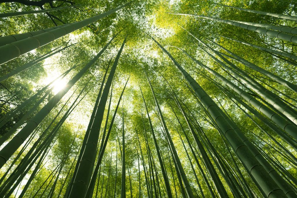 Bamboo forest in Japan