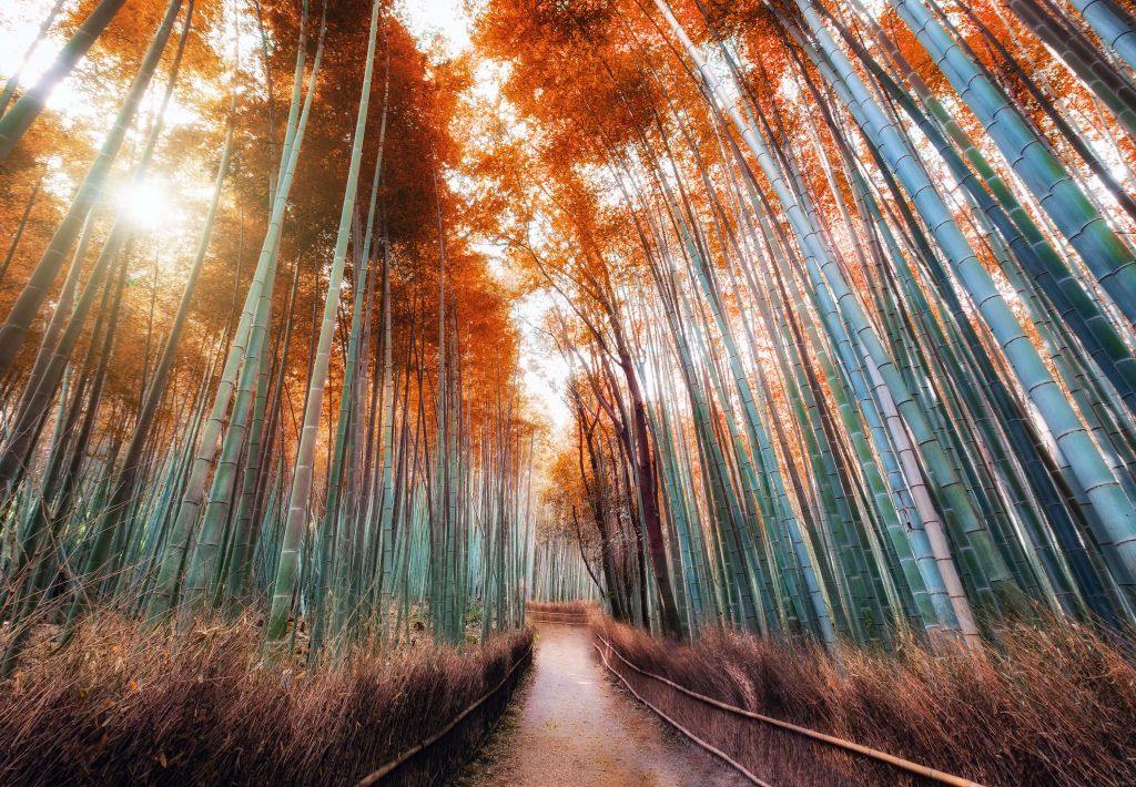Autumn bamboo forest