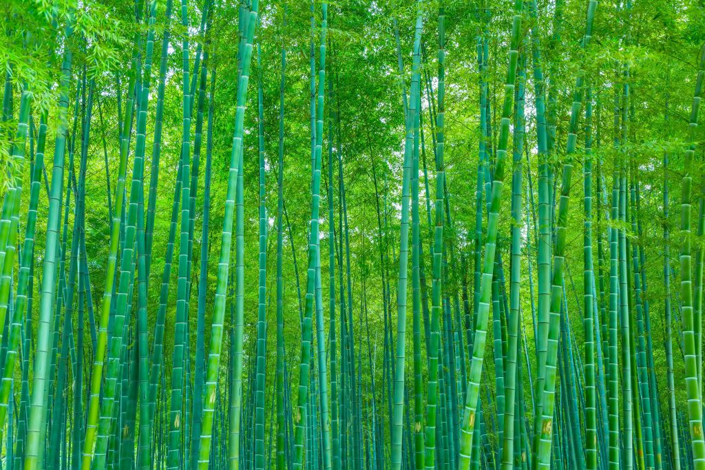 A green bamboo forest