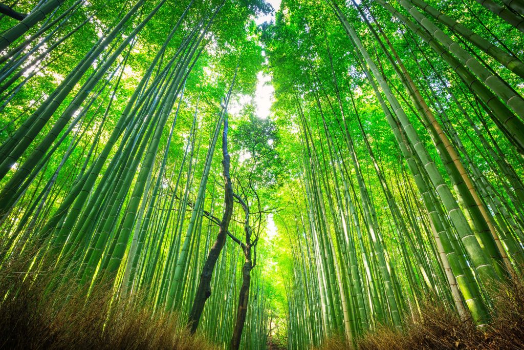 Bamboo forest of Arashiyama