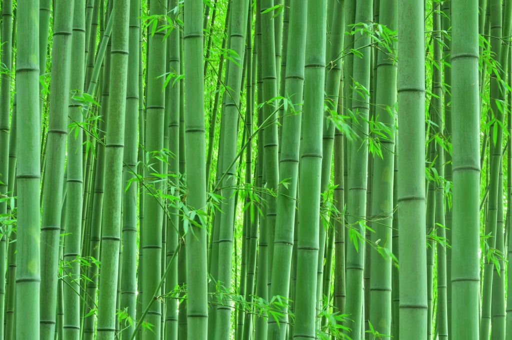 Closeup bamboo forest