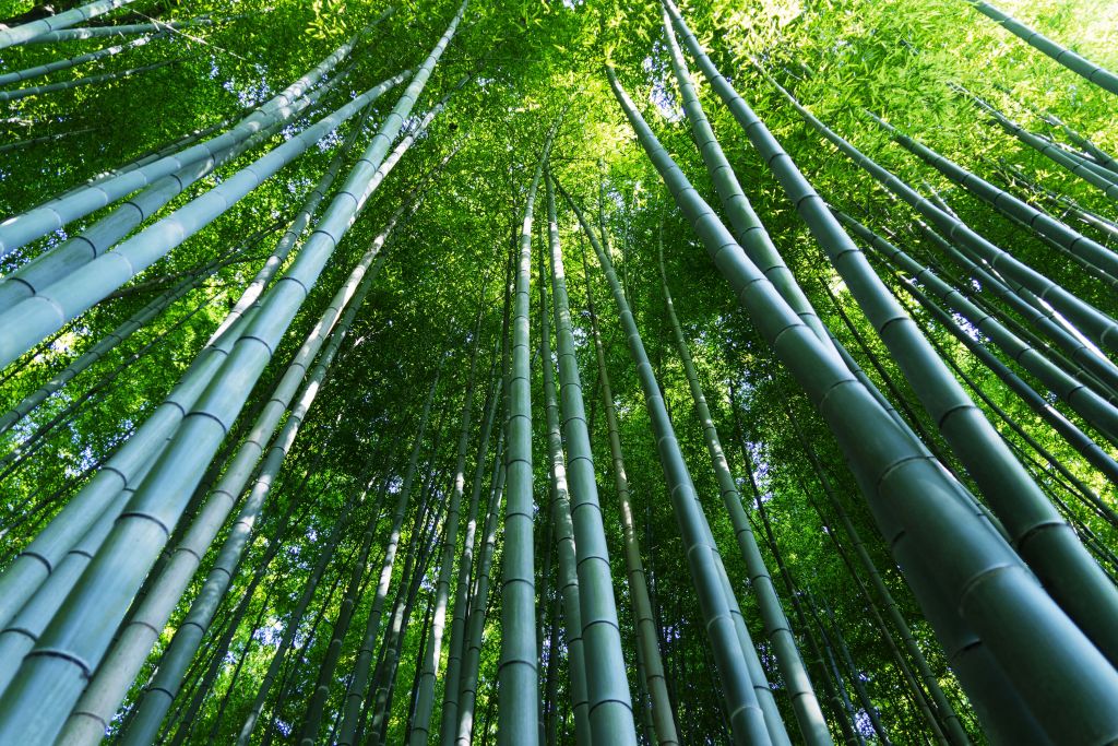 Bamboo forest in Kyoto