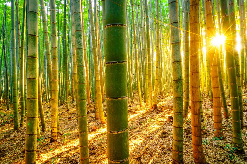 Bamboo forest at sunrise