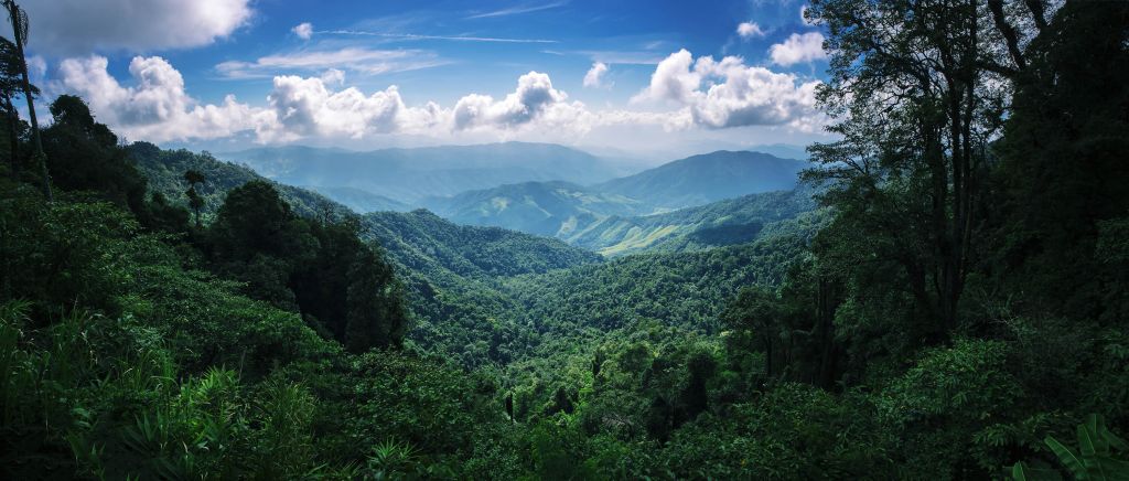 Green tropical forest