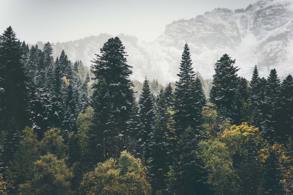 Coniferous forest