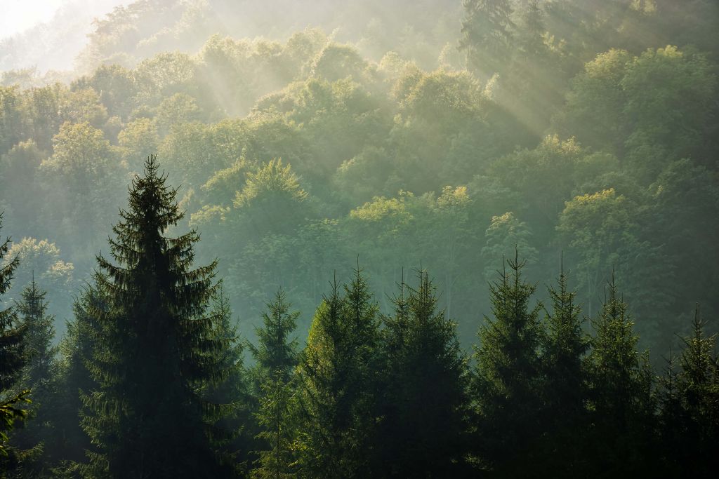 Sunbeams over the forest