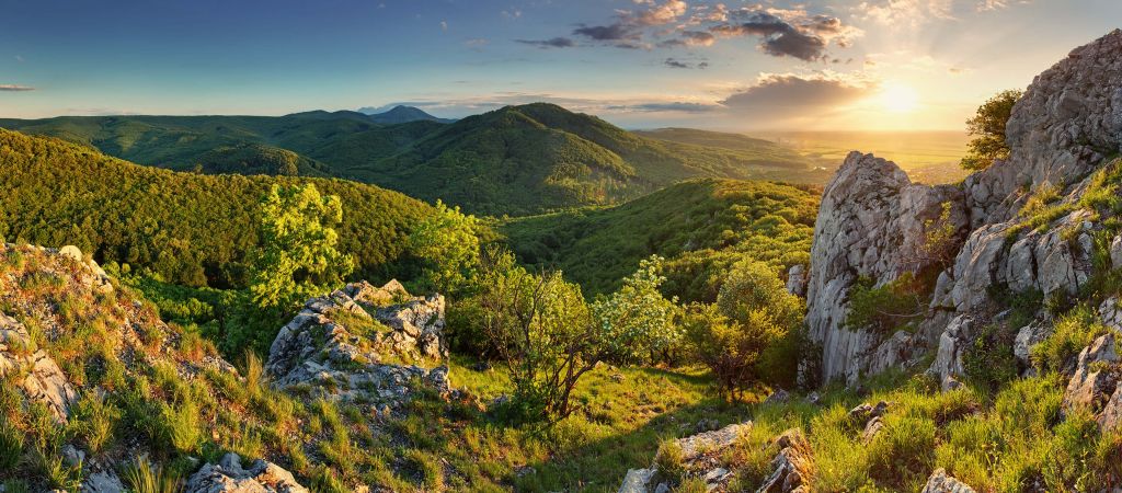 Mountain forest