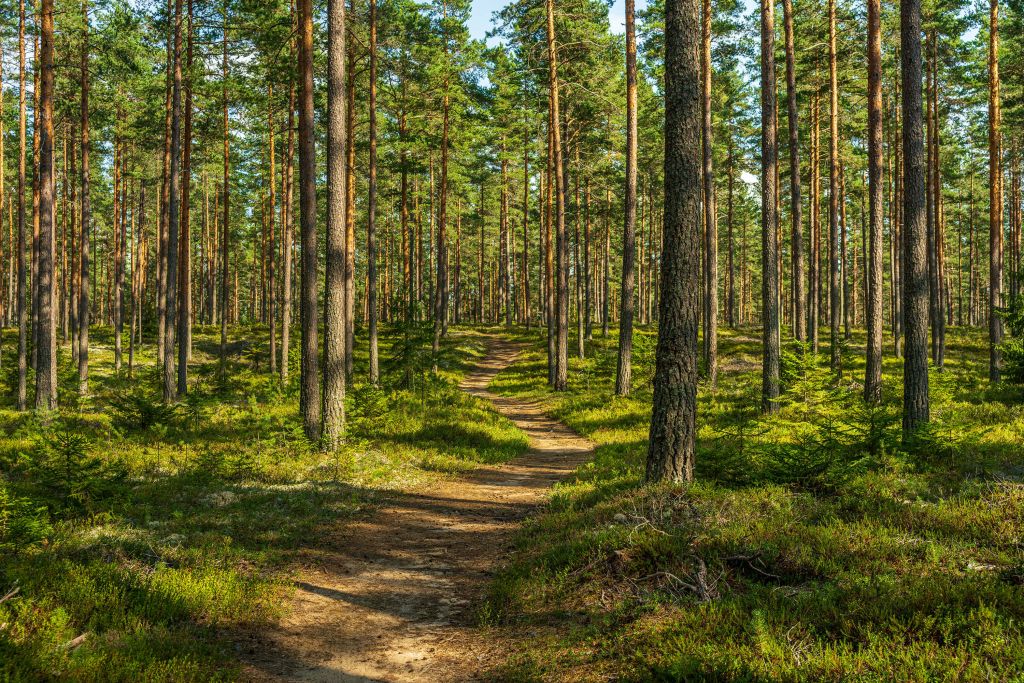 Footpath in pine forest