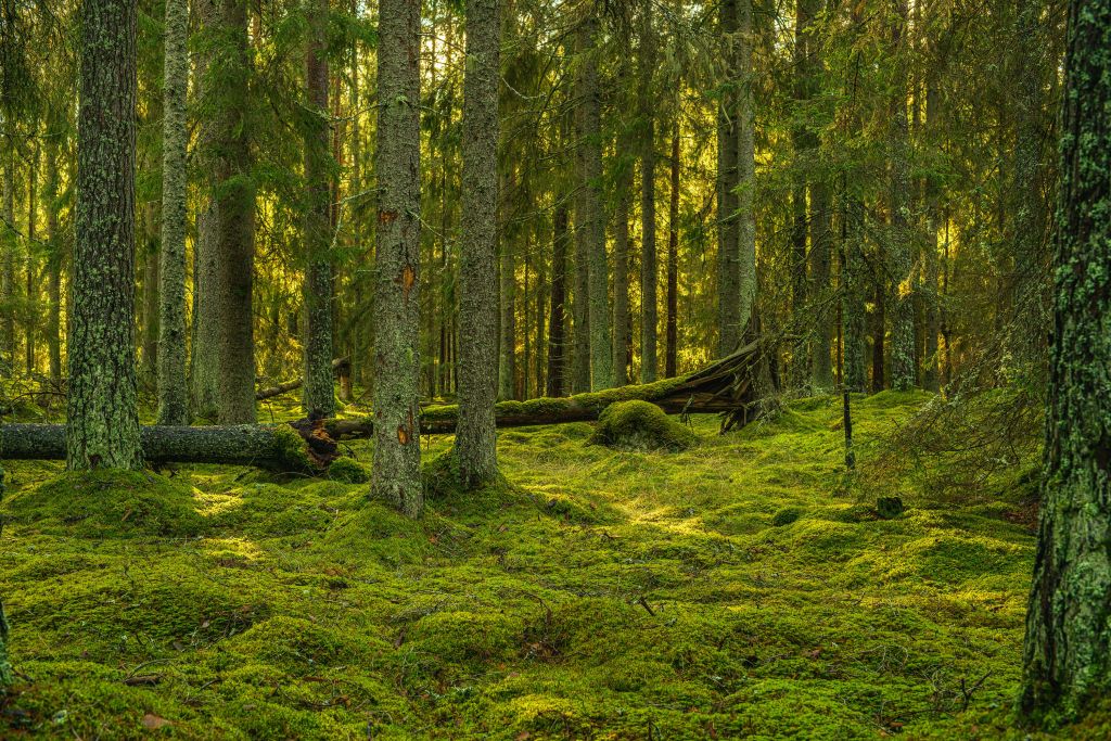 Green pine forest