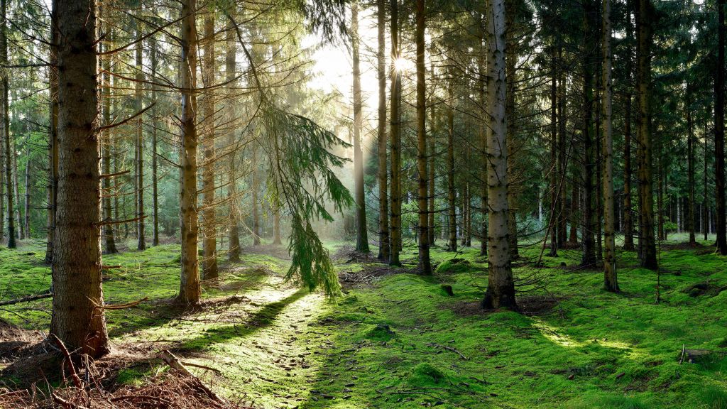 Coniferous forest in the morning sun