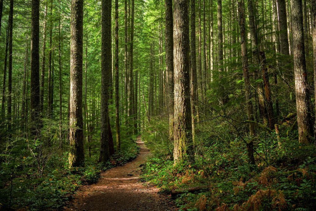 Path in the forest