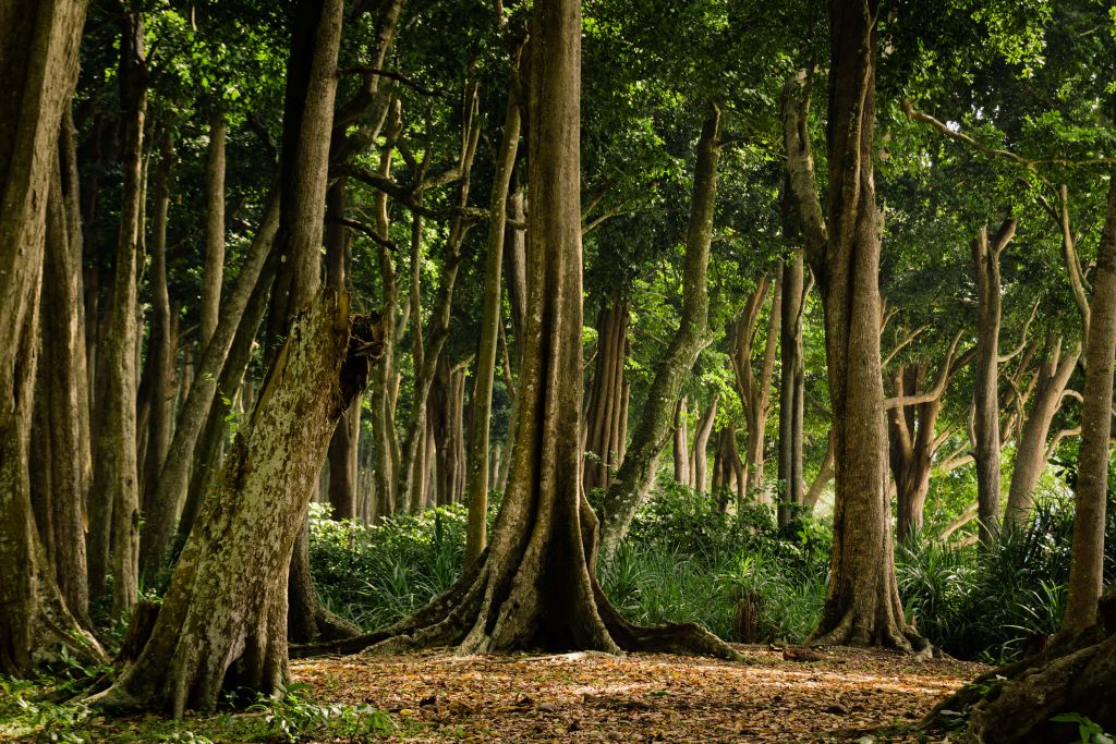 Havelock Island