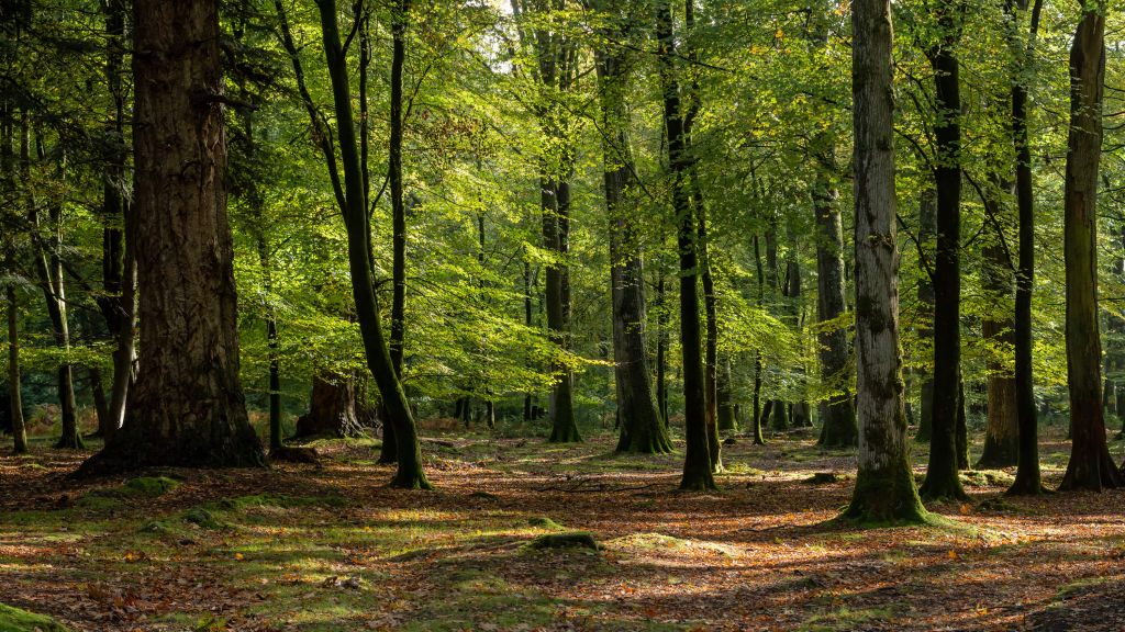 Forest walk