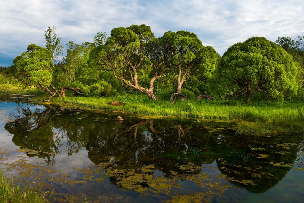 Trees by a Lake