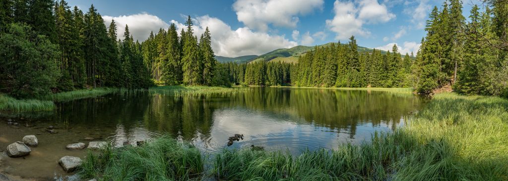 Lake in the forest