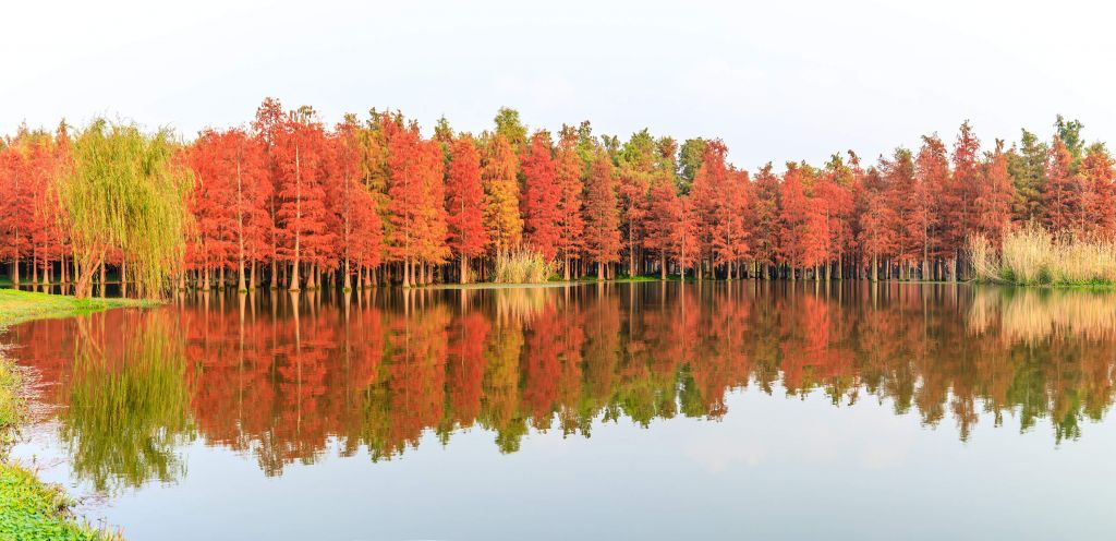 Colorful forest landscape