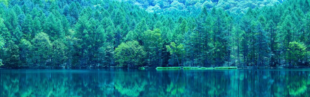Lake in the green forest