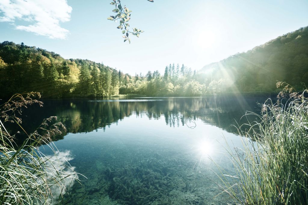 Lake in forest