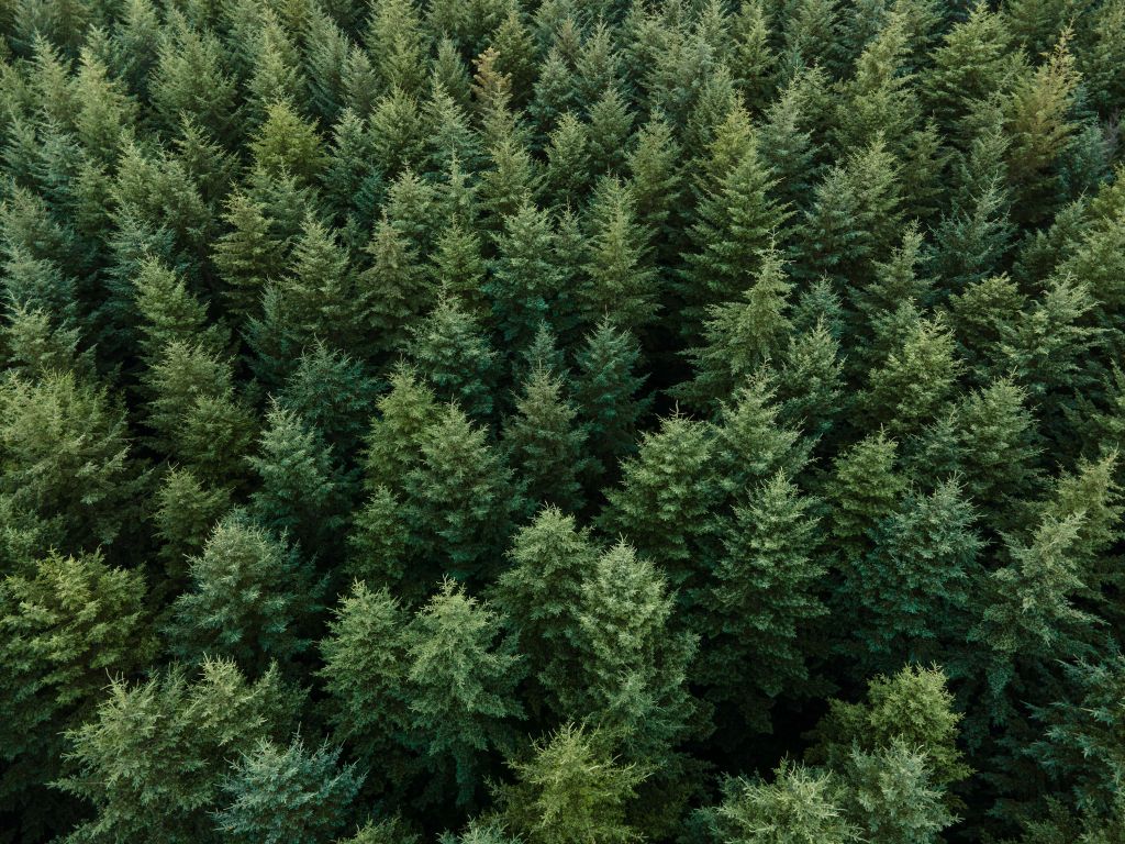 Douglas firs from above