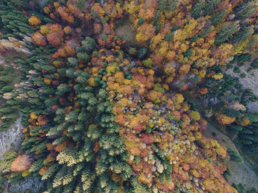 Autumn landscape from above