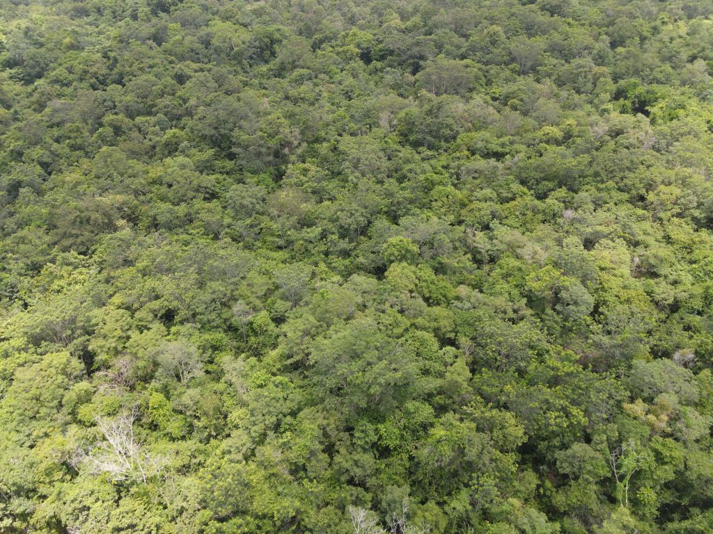 Forest from above