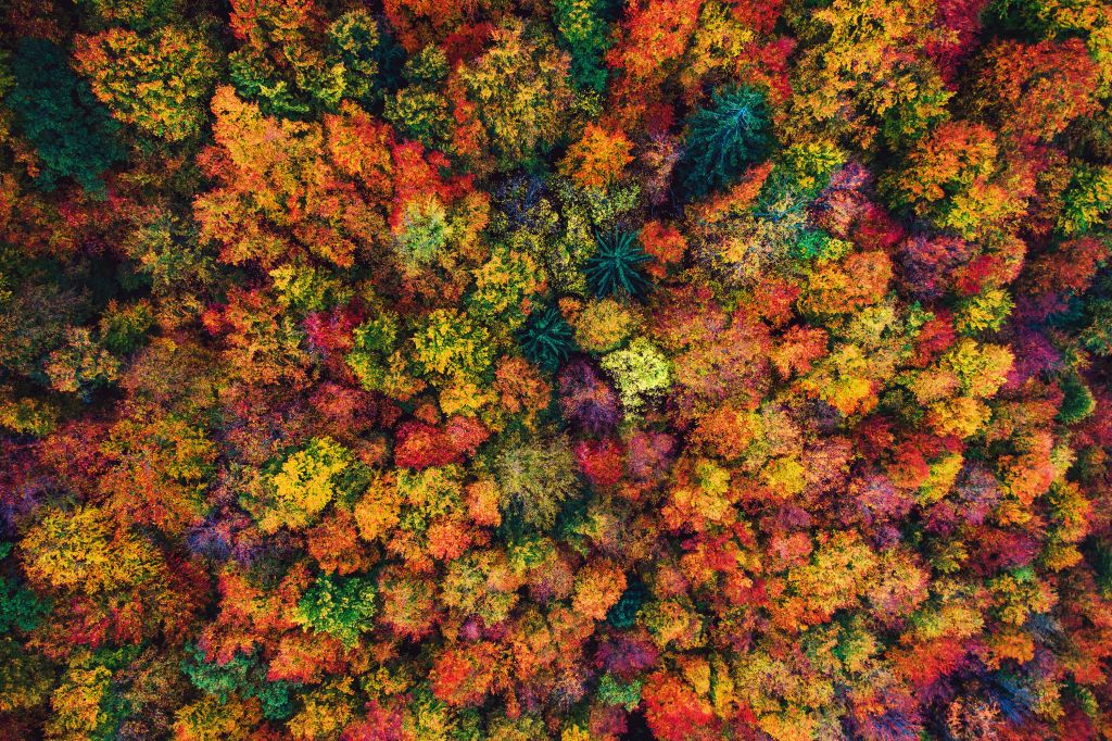 Aerial view over autumn forest