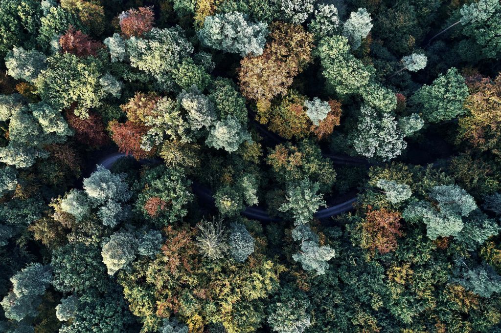 Autumn forest from above