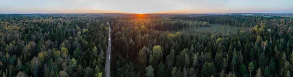 Aerial view of autumn trees